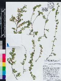 Desmodium triflorum image