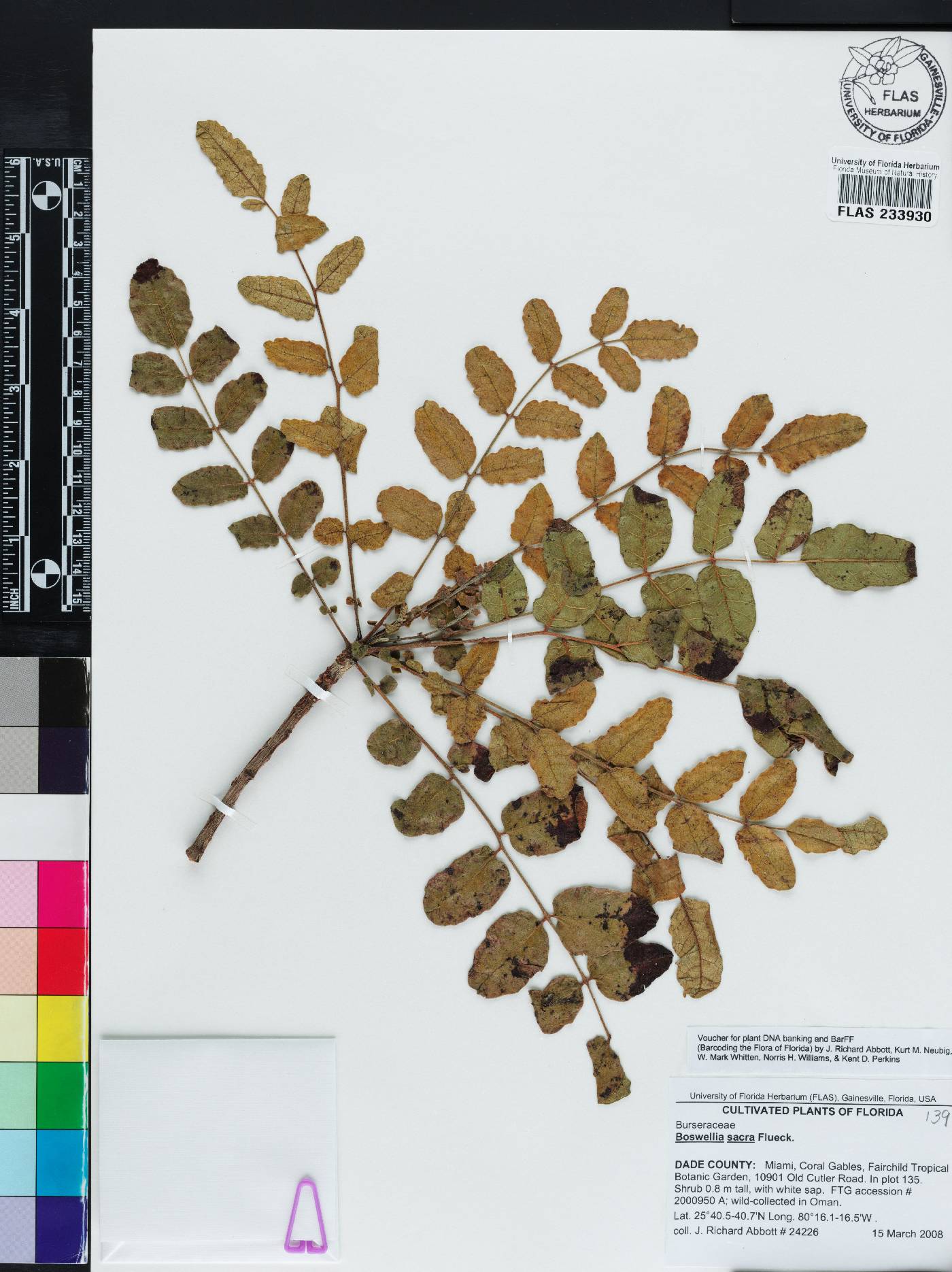 Boswellia sacra image