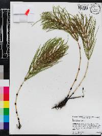 Equisetum fluviatile image