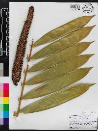 Ceratozamia miqueliana image