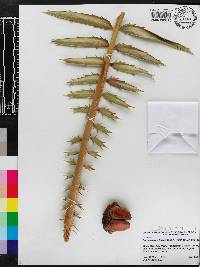 Encephalartos hildebrandtii image