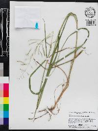 Bothriochloa bladhii image