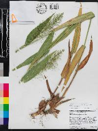 Dichanthelium polyanthes image