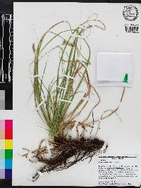 Carex cherokeensis image