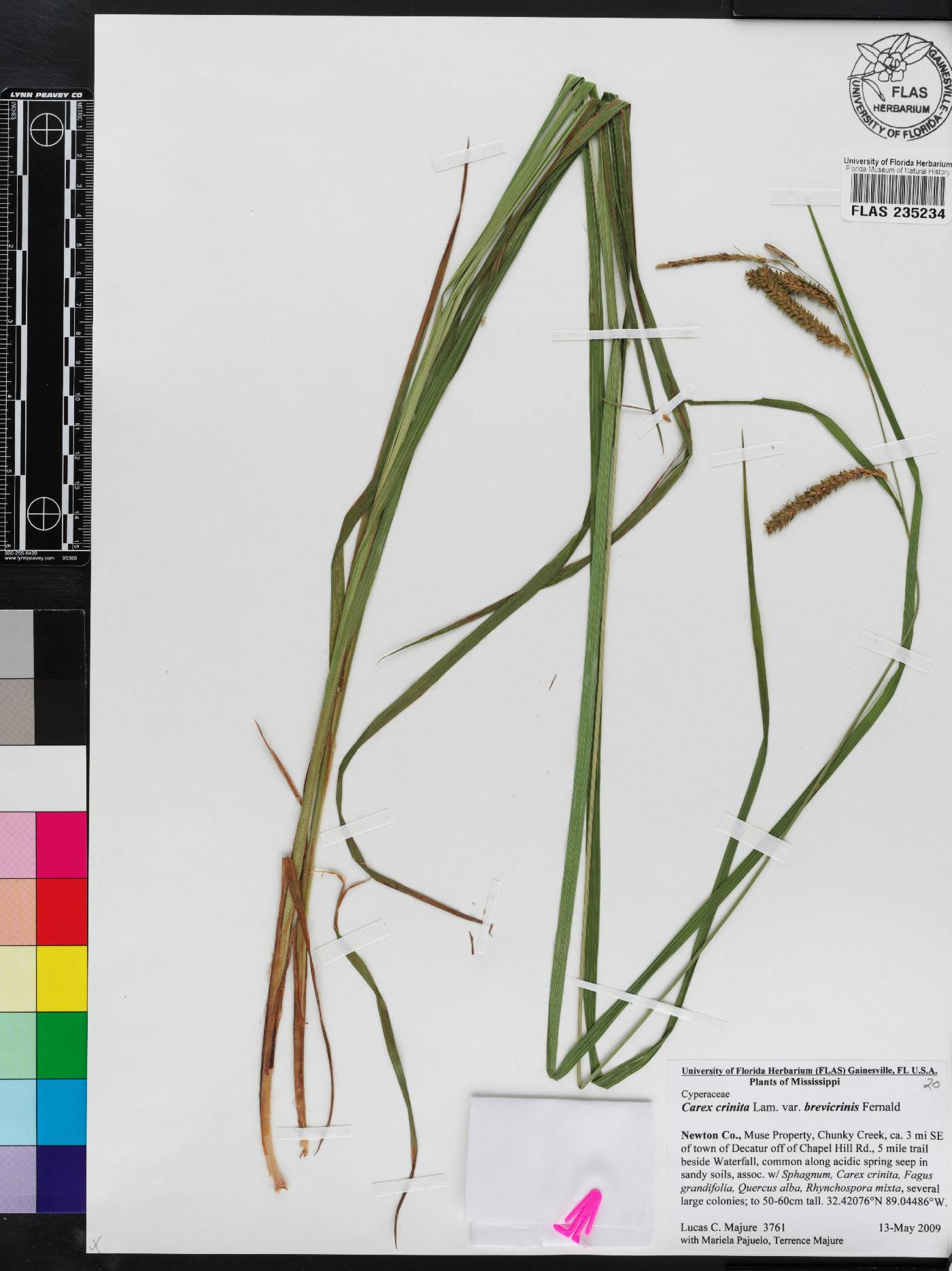 Carex crinita var. brevicrinis image