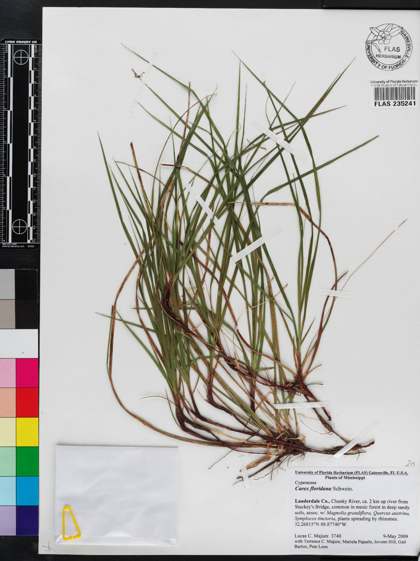 Carex floridana image