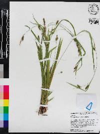 Carex gholsonii image