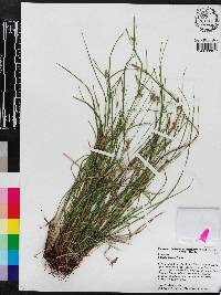 Carex godfreyi image