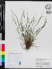 Carex oligocarpa image