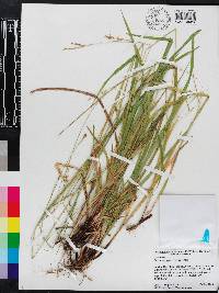 Carex oxylepis image