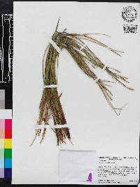 Carex striatula image