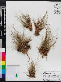 Eleocharis baldwinii image