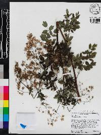 Thalictrum pubescens image