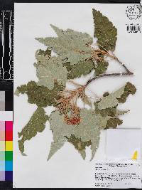 Media resource of Ruizia cordata