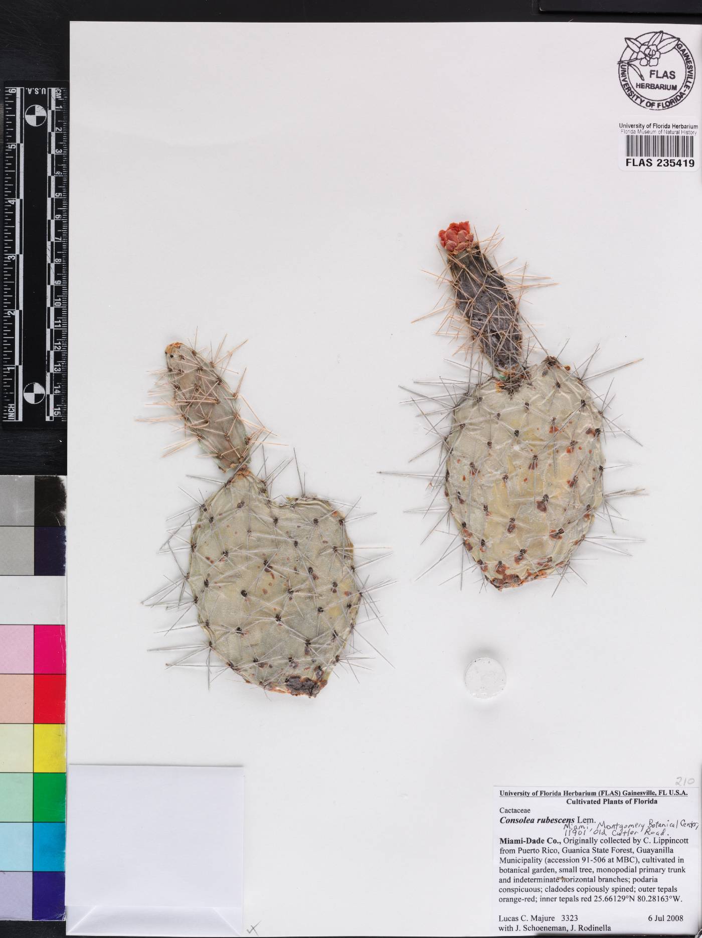 Consolea rubescens image