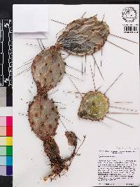 Opuntia austrina image