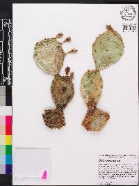 Opuntia humifusa image