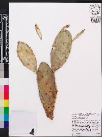 Opuntia humifusa image