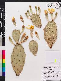 Opuntia humifusa image