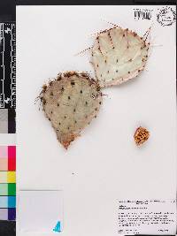 Opuntia phaeacantha image