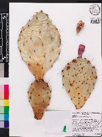 Opuntia phaeacantha image