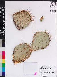 Opuntia cymochila image