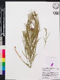 Amsonia tomentosa image