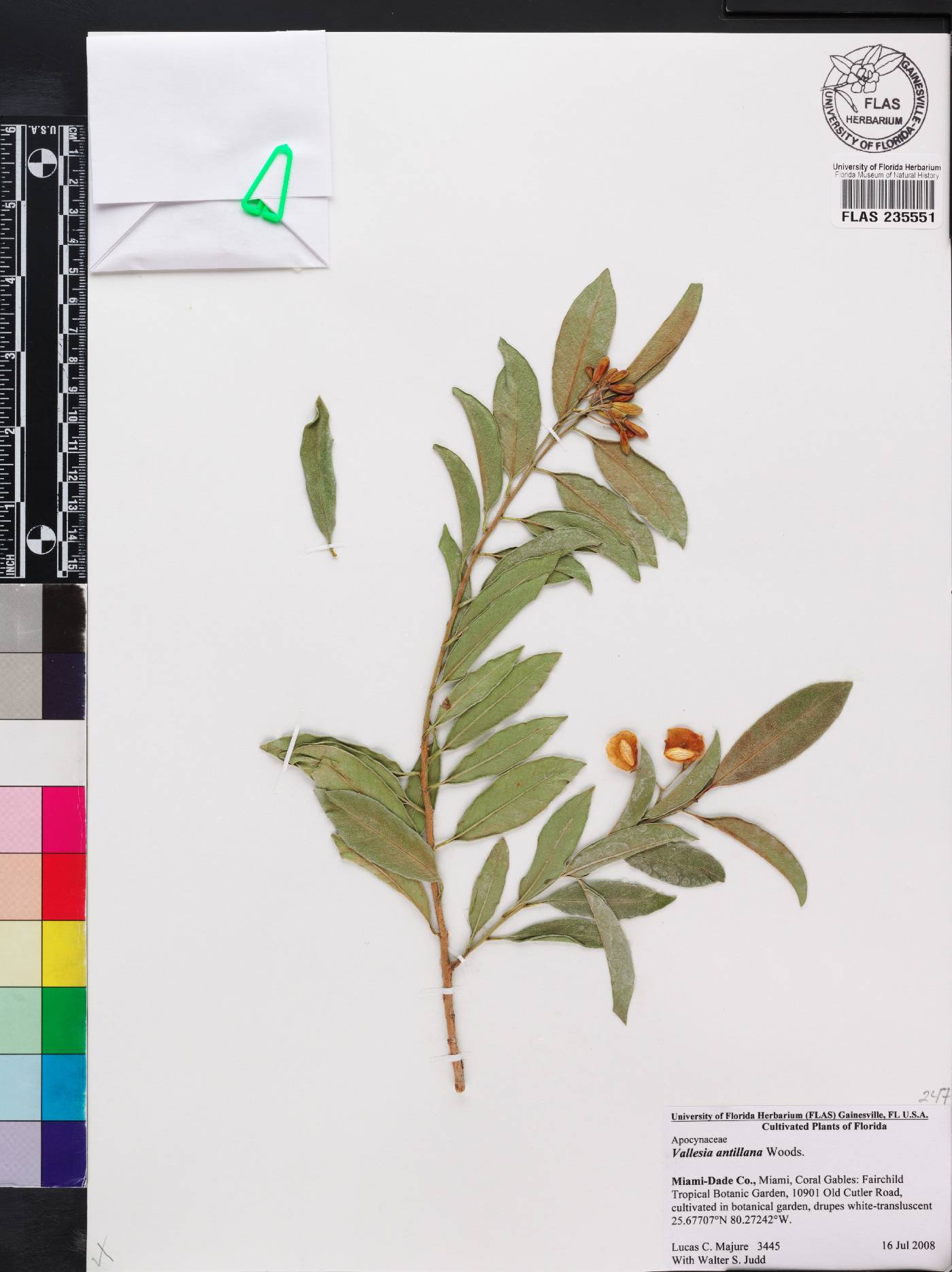 Vallesia antillana image