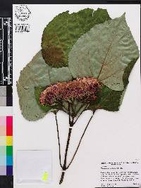 Clerodendrum bungei image