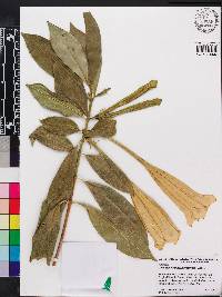 Cubanola domingensis image