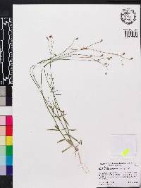 Wahlenbergia marginata image