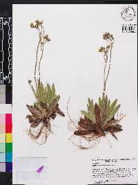 Hieracium caespitosum image