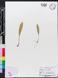 Scaphosepalum breve image