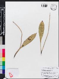 Image of Scaphosepalum antenniferum