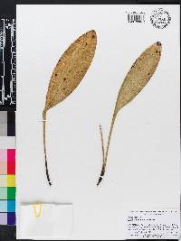 Image of Scaphosepalum pulvinare