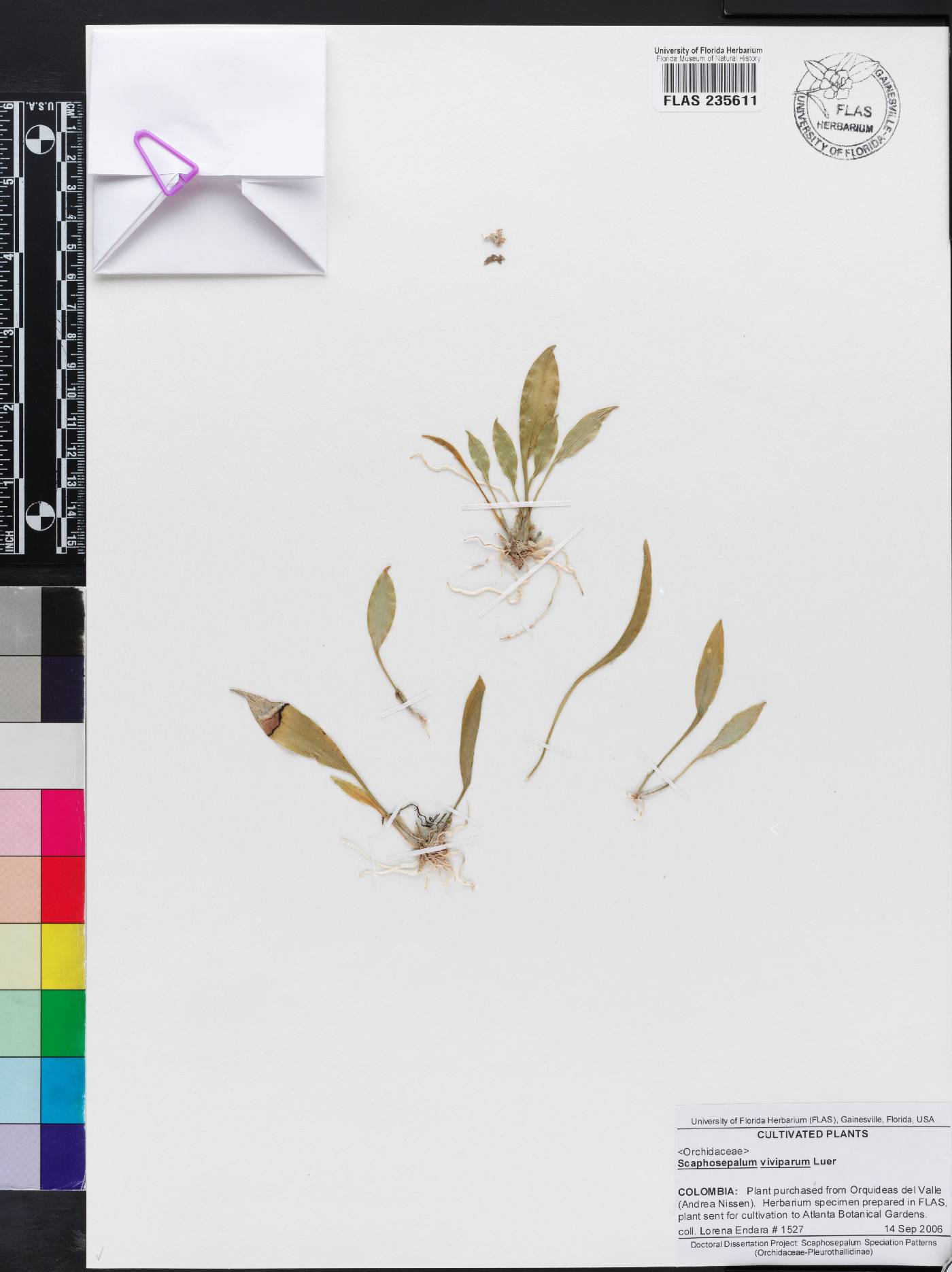 Scaphosepalum viviparum image