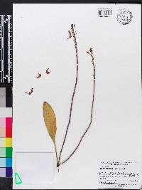 Scaphosepalum antenniferum image