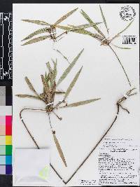 Myoxanthus parvilabius image