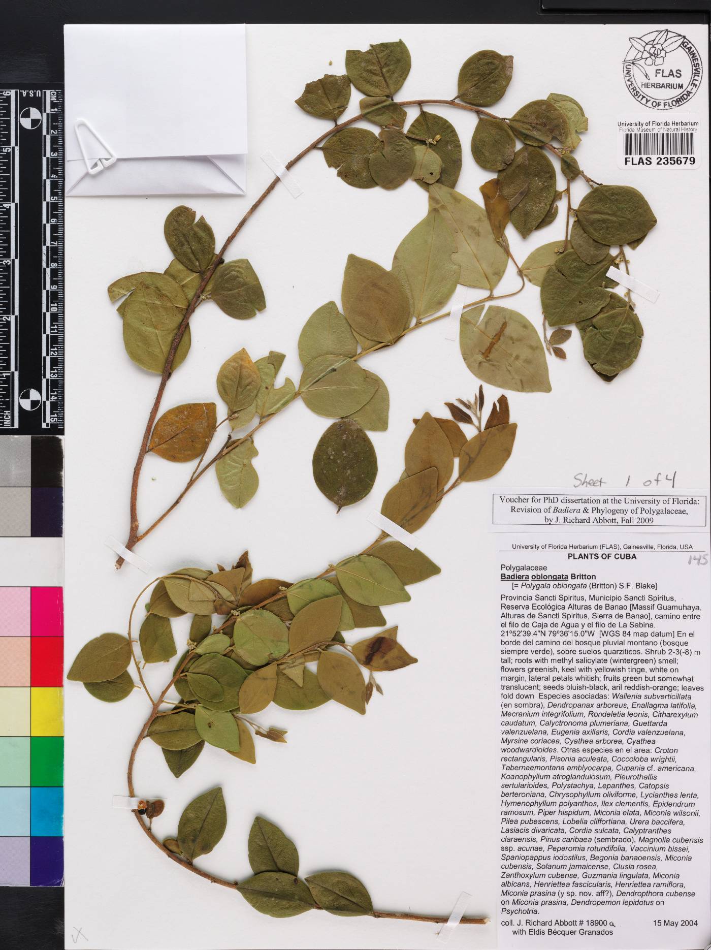Badiera oblongata image