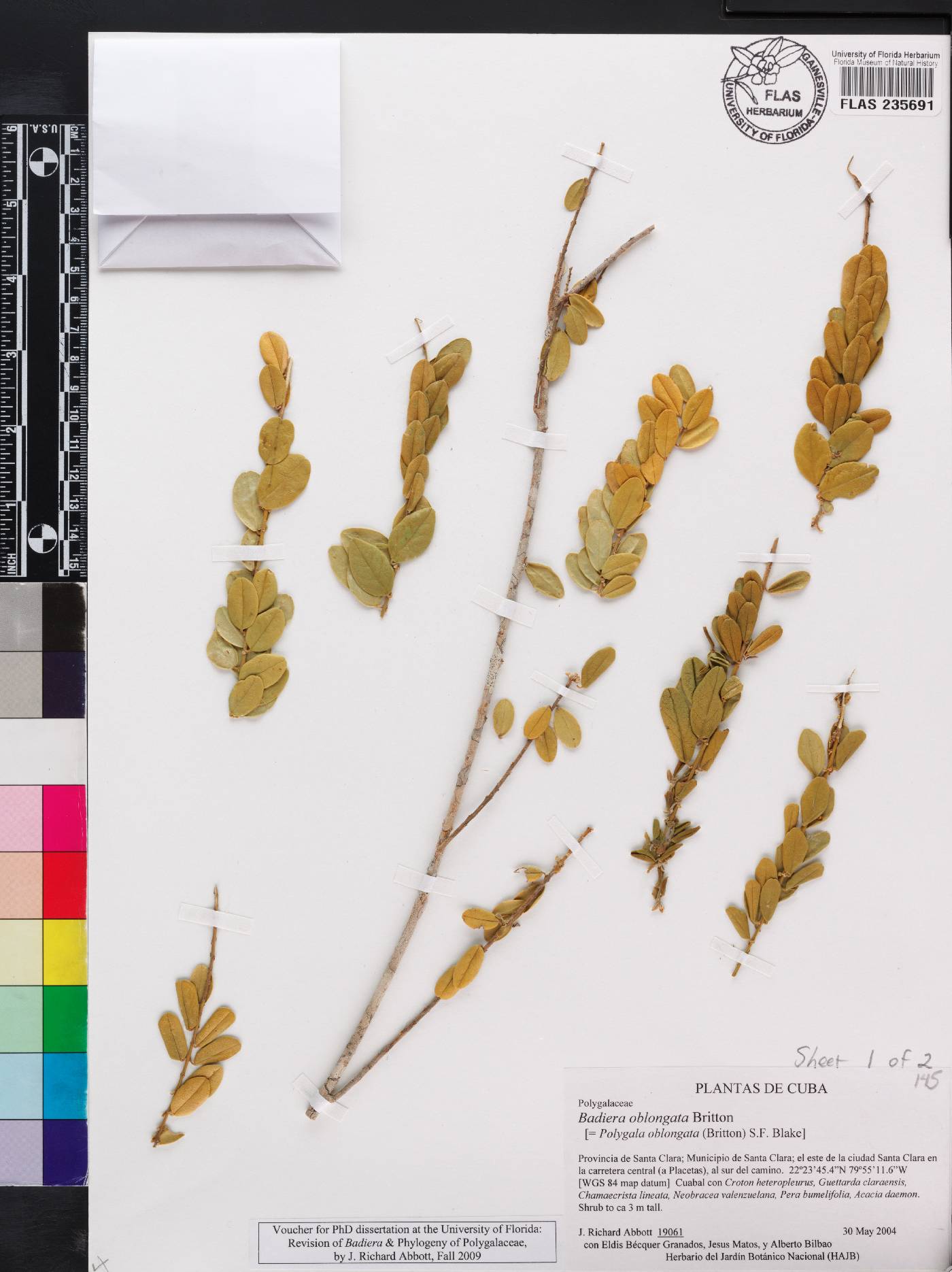 Badiera oblongata image