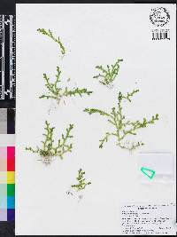 Selaginella apoda image