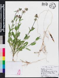 Stachys floridana image