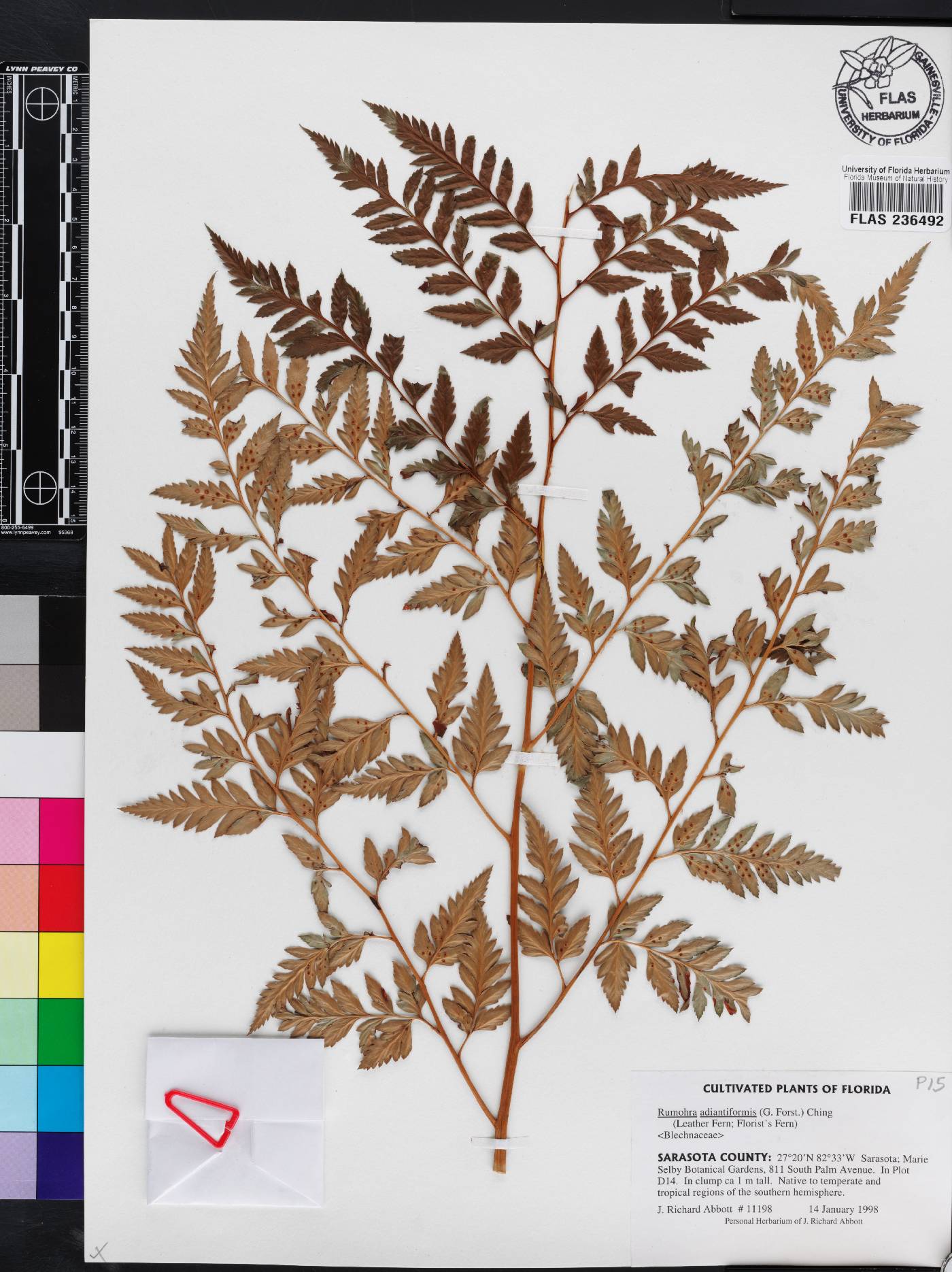 Rumohra adiantiformis image