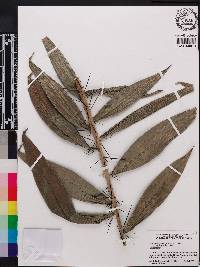 Desmoncus orthacanthos image