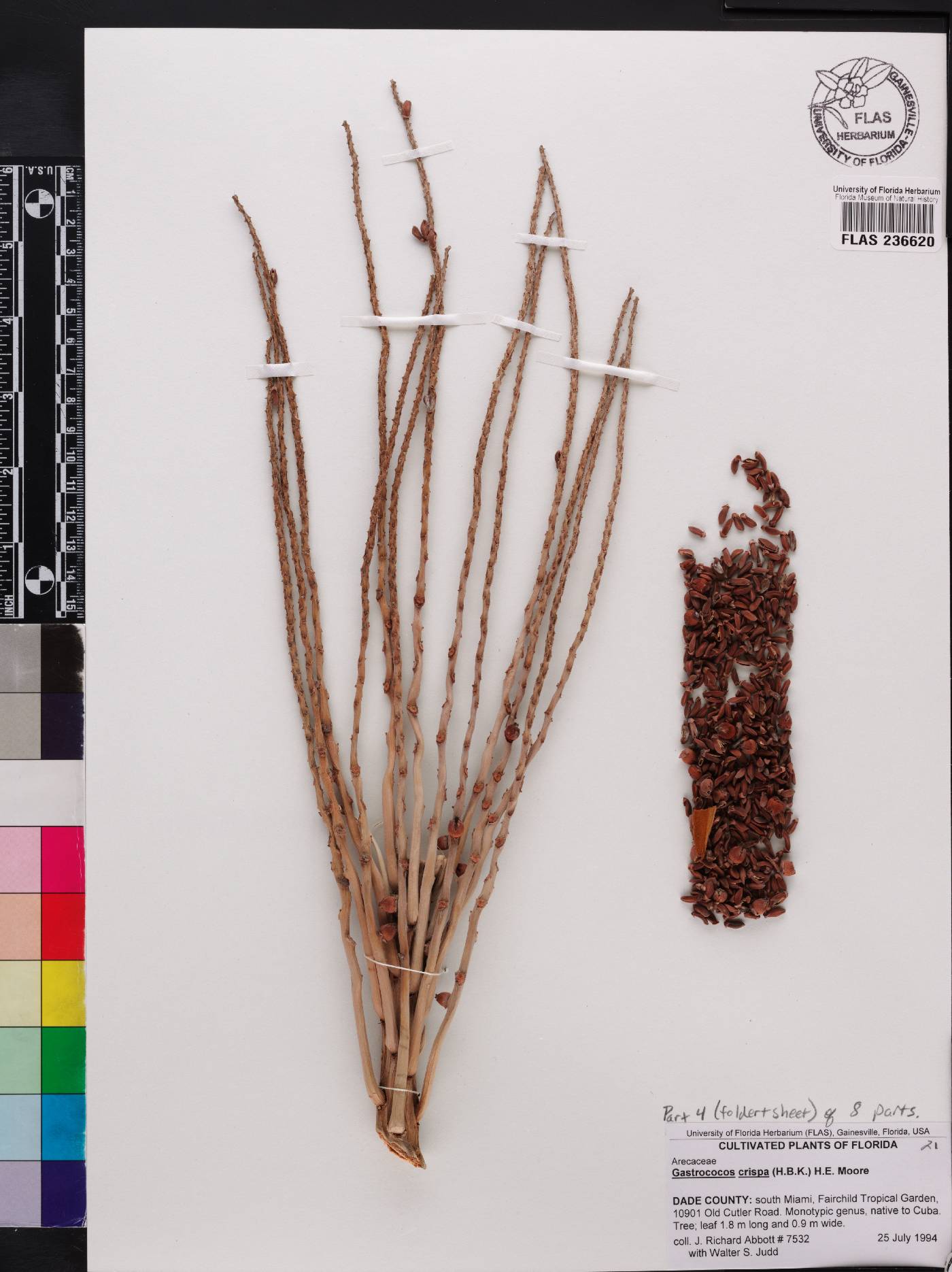 Acrocomia crispa image