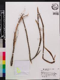 Pothoidium lobbianum image