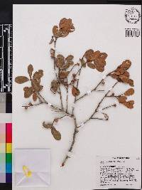 Quercus myrtifolia image