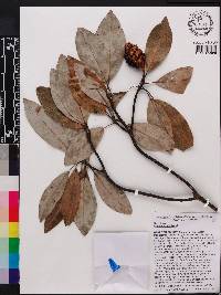 Magnolia virginiana image