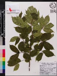 Rhamnella franguloides image