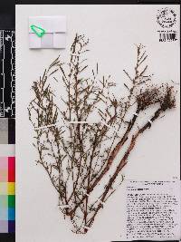 Ludwigia linearis image